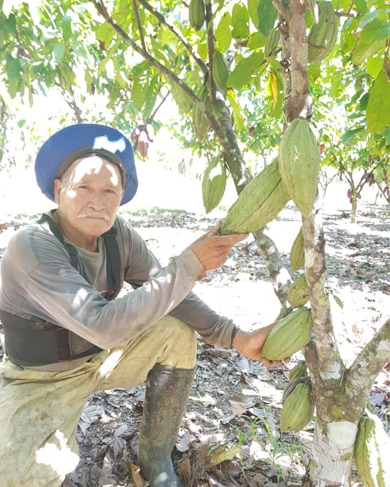 cacao-verde-productor